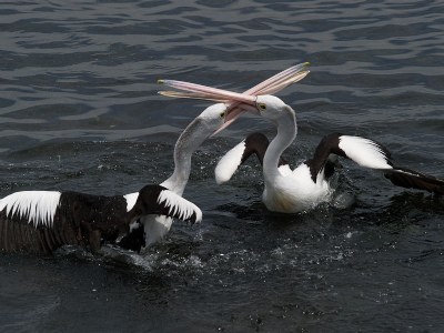 Dueling Pelicans #1
