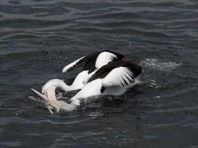 Dueling Pelicans #2