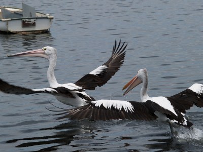 Dueling Pelicans #3