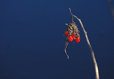 forbidden fruit