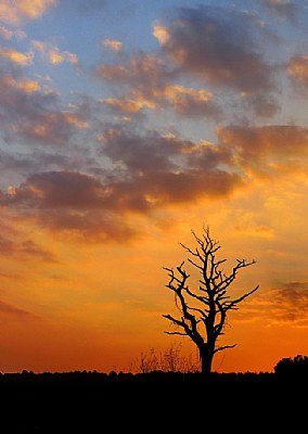 Dead Tree Silhouette