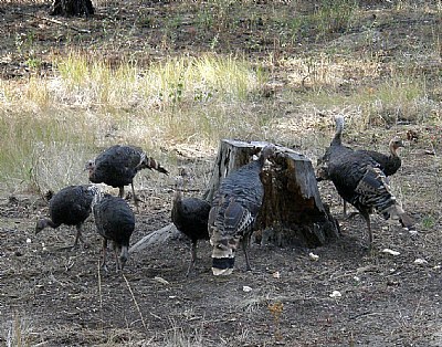 Turkeys