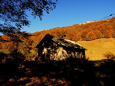 Reed hut