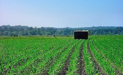 House in the fields