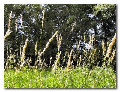 Summer Grasses