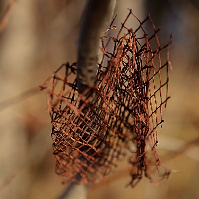 Some wire mesh on a branch