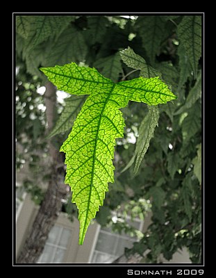 Leaf - 1