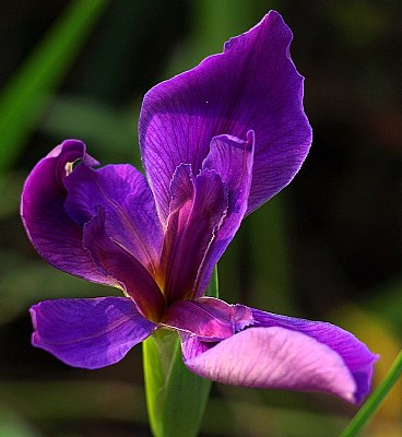 Iris