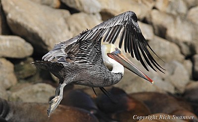 Brown Pelican Male