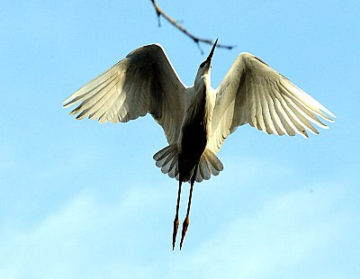 fly in the sky