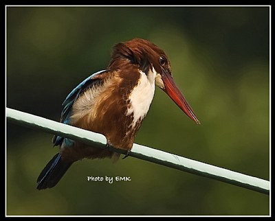 B74 (White-throated Kingfisher)