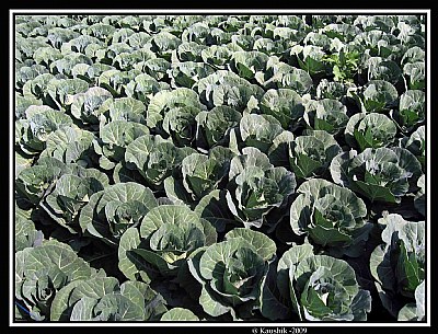 The Cabbage Field