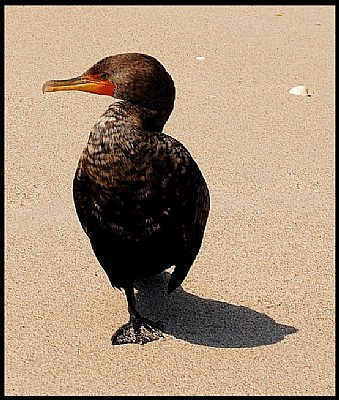 Cormorant