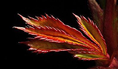 late rose leaf
