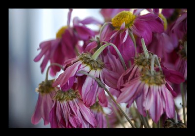 Marguerite