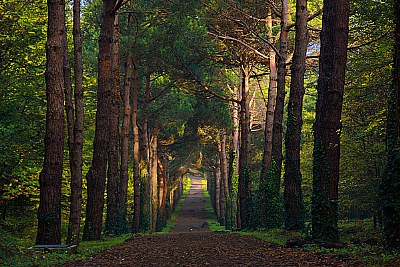 Bir Sonbahar Günü (A Autumn Day)