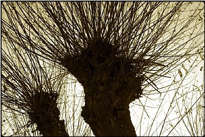 two willow heads