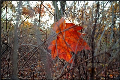 the red leaf