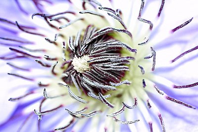 Clematis - After the Bloom