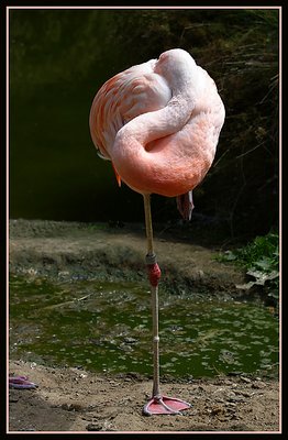 Flamingo One One Leg