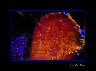 Prickly Pear Reef