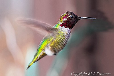 LiL' Red The Hummingbird