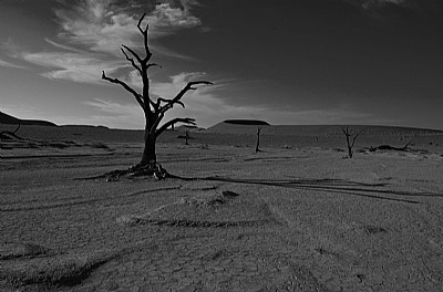 Dead Vlei