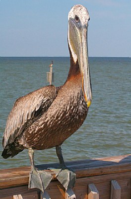 Pelican