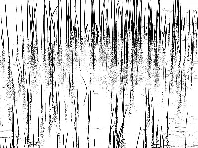 Among Reeds