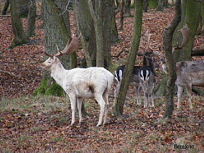 Winterwildlife.