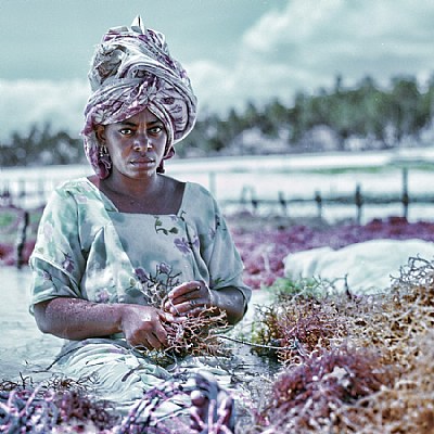 The big hoax of HDR in Zanzibar