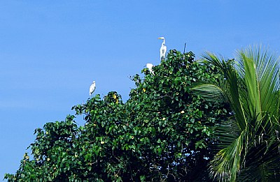 Birds & Trees