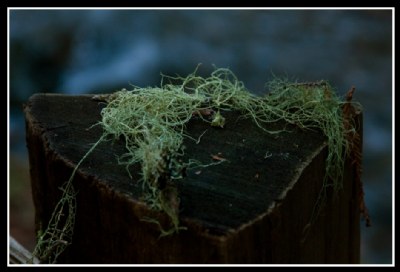 muir woods moss