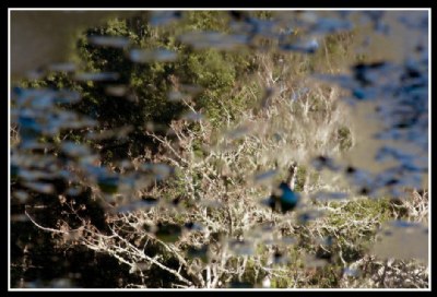 Reflection of Muir Woods