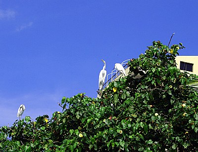 Birds & Building