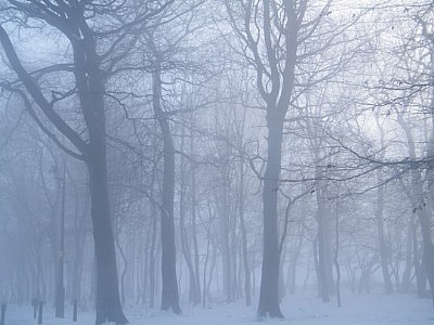 Trees  in  the  mist