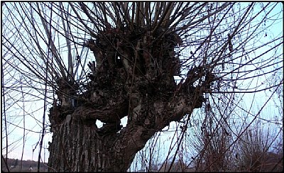 old willow head