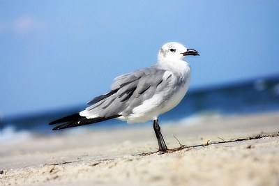 gull