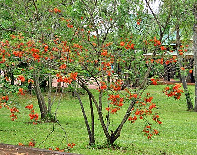 Floral Tree