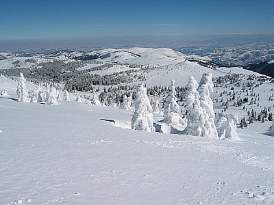 trees under the snow I