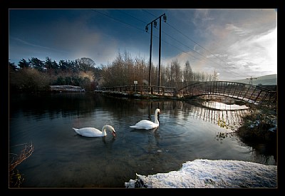 Christmas Swans