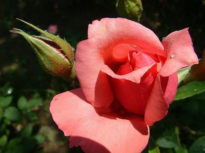 Lonely Rose(3)