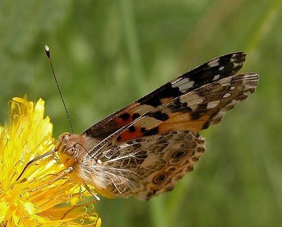 Painted Lady