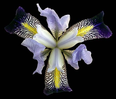 Iris.