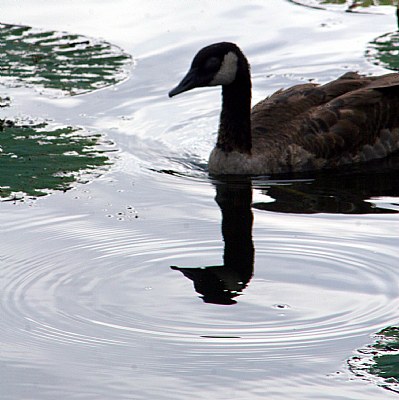 Goosehead