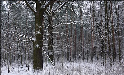 winter wood