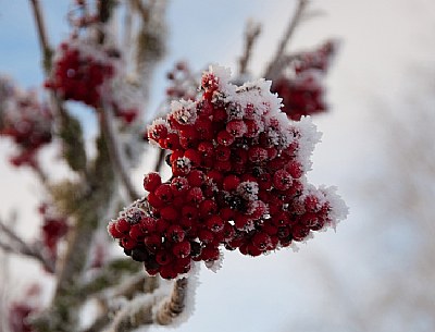 Frozen berries IV