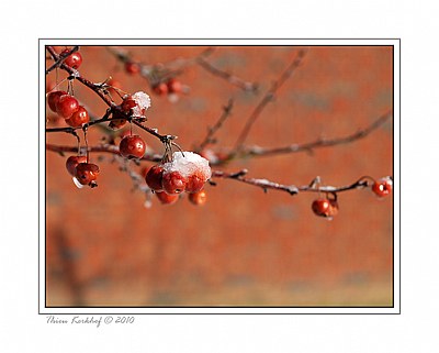 Berries