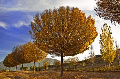  Autumn Trees