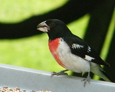 Rose-breasted Grosbeak